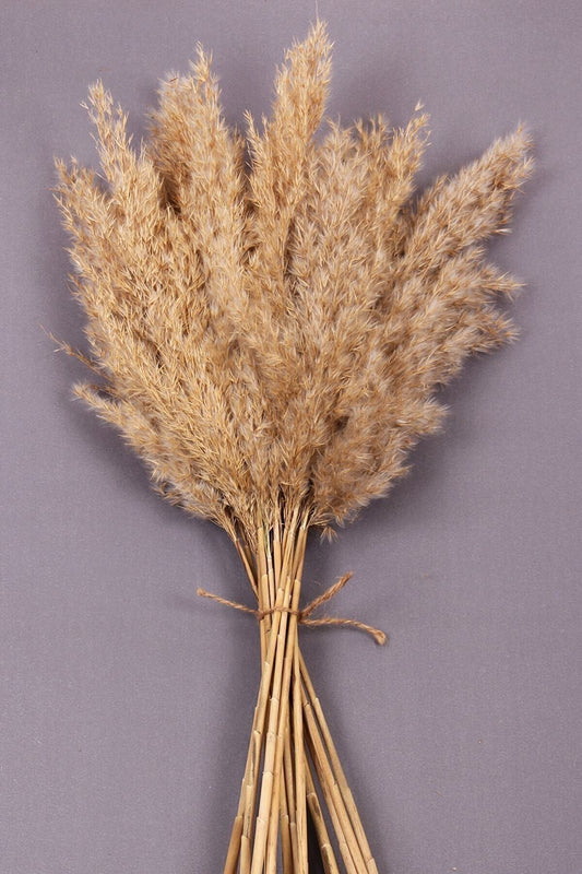 Troy Natural Dried Flower Pampas 15 Pieces 100 Cm Size: NoColor-d38a70c7