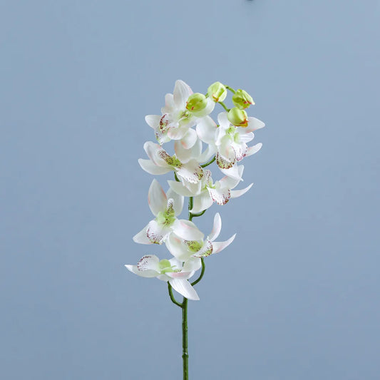 White Cymbidium Orchid